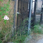 Library - 06606