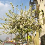 Trees on Glendale