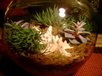 PlantDome2