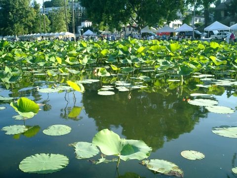 LotusFest_LATaco
