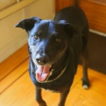 Found_Dog