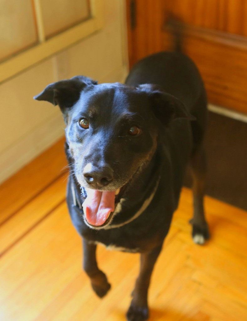 Found_Dog